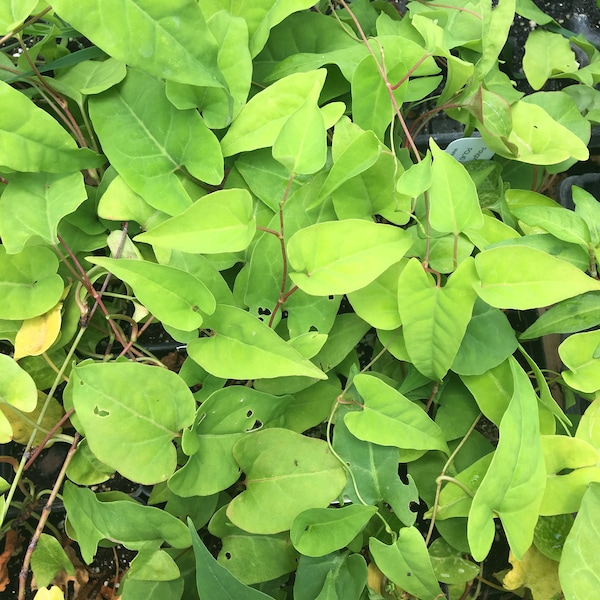 Polygonum multiflorum FO TI Plant in 2.5 inch pot He shou wu