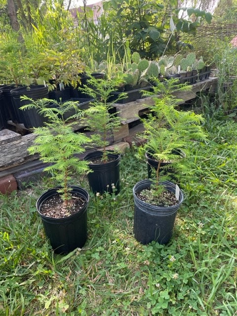 Metasequoia glyptostroboides Dawn Redwood tree live plant gallon pot
