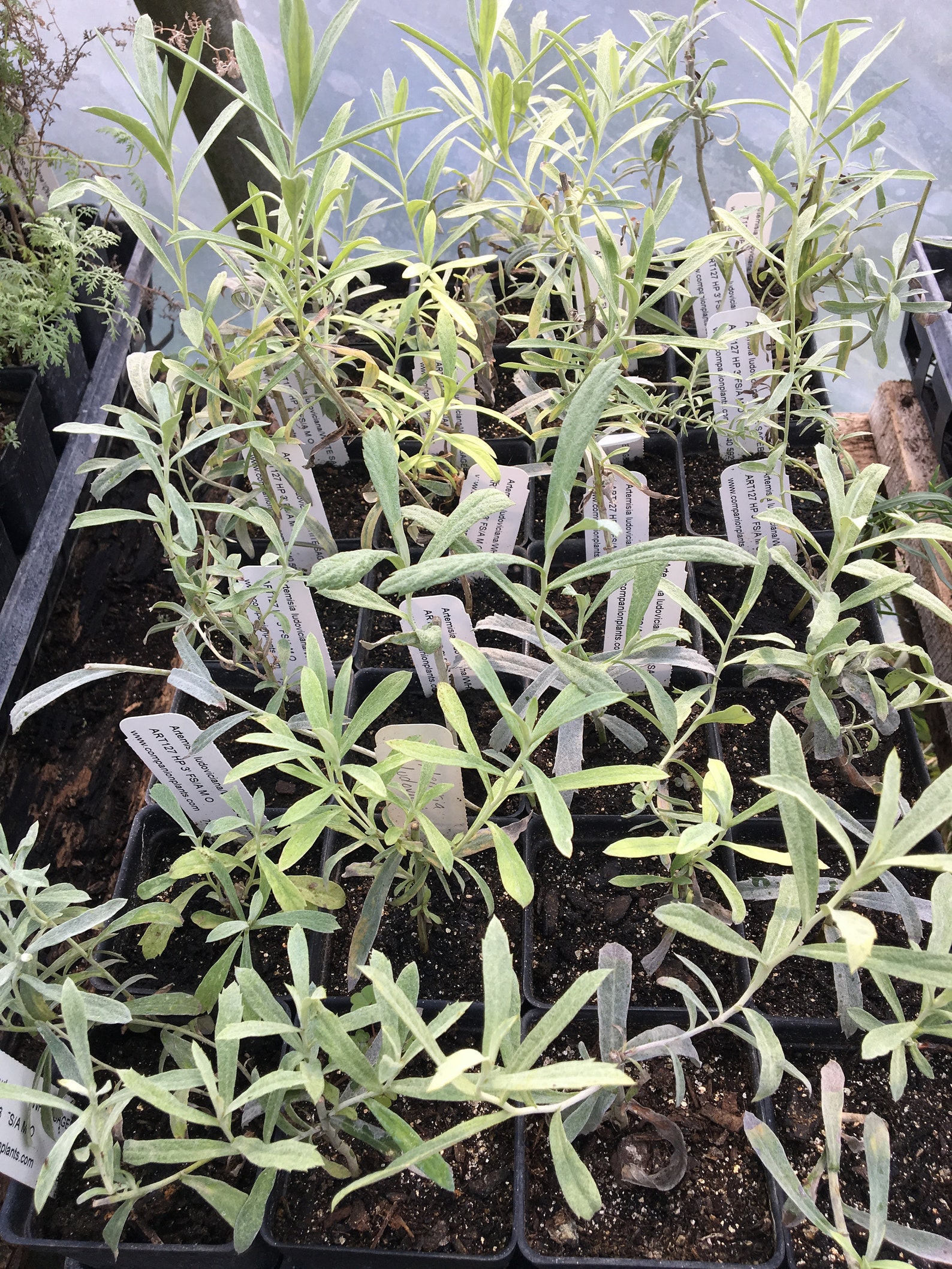 Artemisia ludoviciana White Sagebrush LIVE PLANT in 2.5 inch Etsy