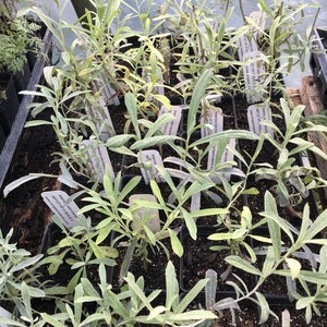 May include: A close-up view of a tray of small potted plants. The plants have long, thin, silvery-green leaves. The plants are labeled with white tags that have black text. The text on the tags is difficult to read.