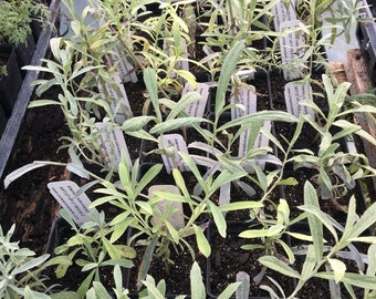 Artemisia ludoviciana White Sagebrush plant in 2.5 inch pot