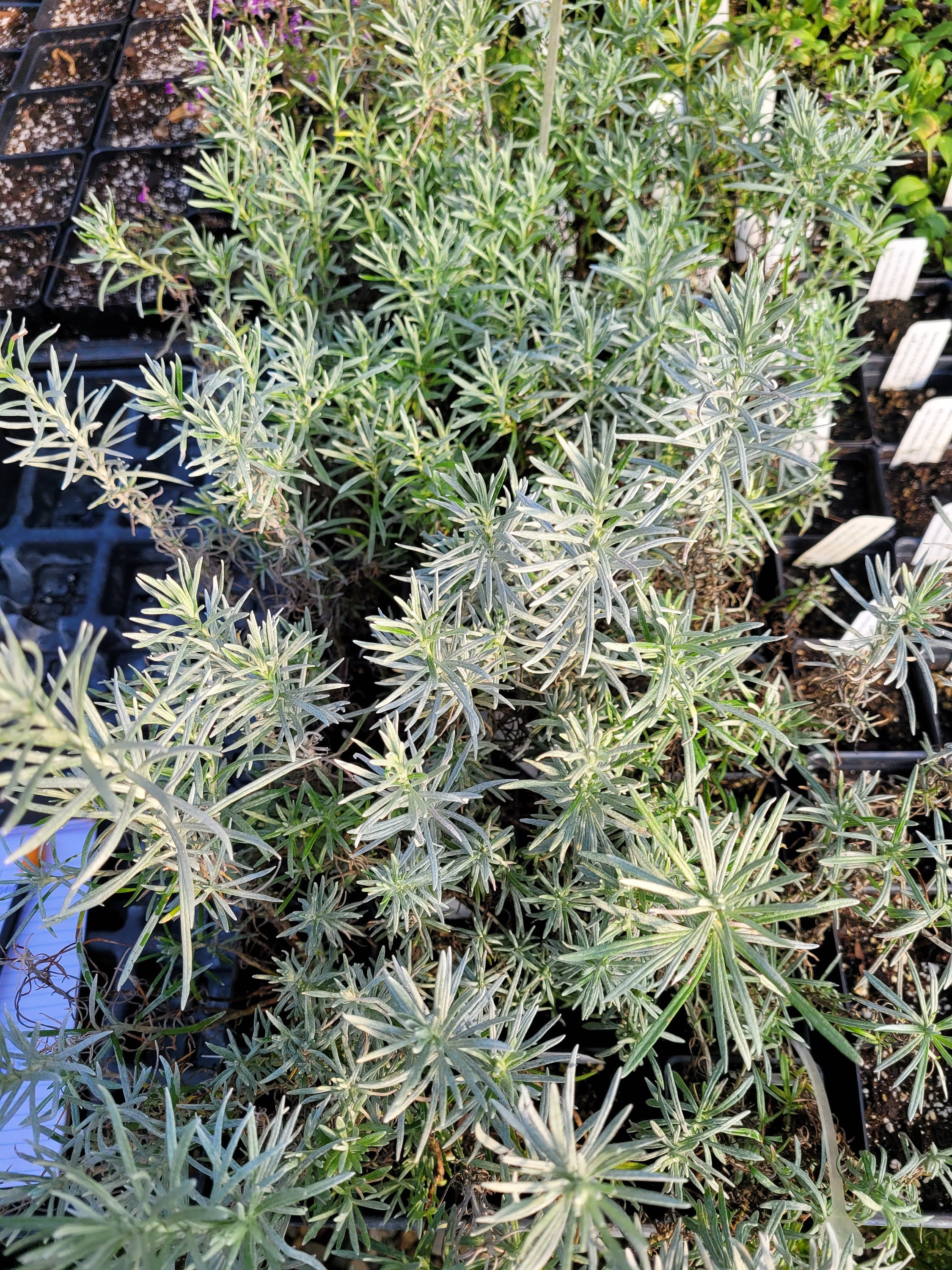 Helichrysum Angustifolium Curry Plant Live Plant in 2.5 Inch Pot - Etsy