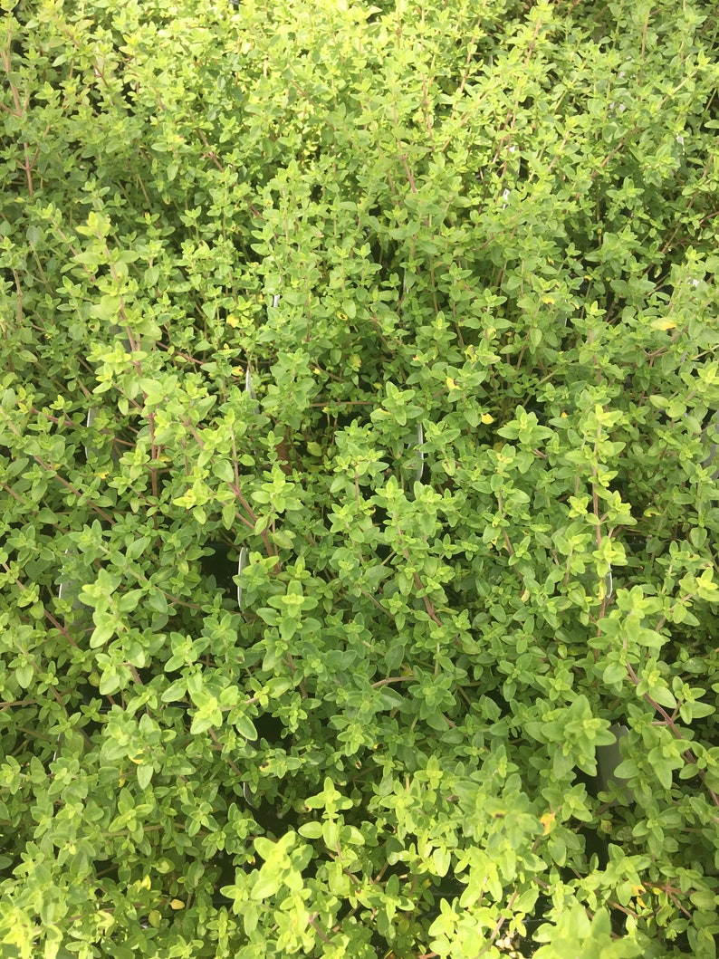 French Thyme Lemon Thyme English Thyme BUNDLE 3 Thyme Etsy