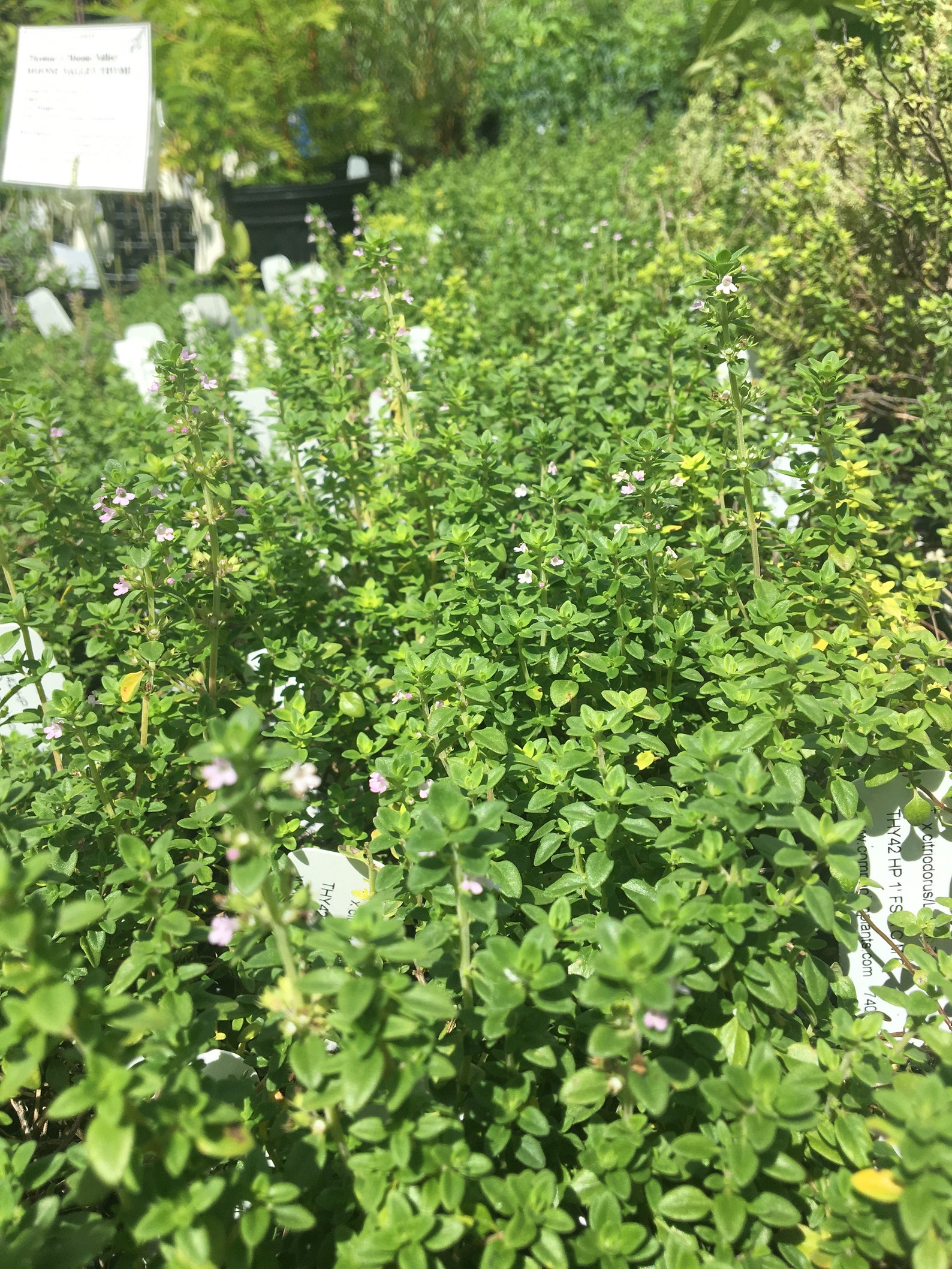 French Thyme Lemon Thyme English Thyme BUNDLE 3 Thyme Etsy