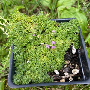 May include: A square black plastic nursery pot filled with dense, low-growing green groundcover foliage. The plant features tiny, rounded leaves and several small, light purple flowers scattered across the surface. Dark soil is visible in one corner.
