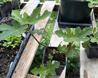 Ficus carica 'Celeste' Celeste Fig Tree in Quart Pot