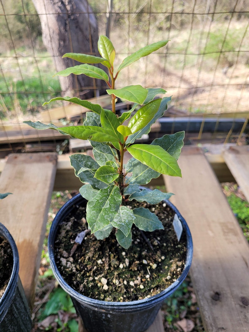 May include: A small green bay laurel plant in a black plastic pot. The plant has several branches with dark green leaves. The pot is sitting on a wooden surface.