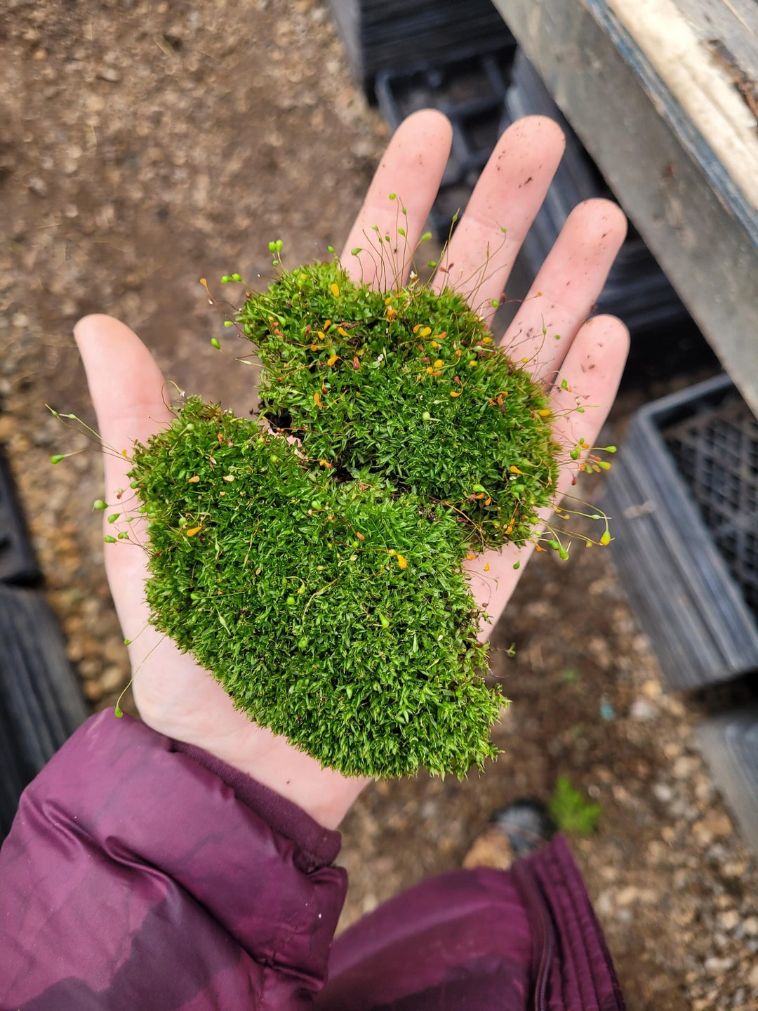 Funaria Hygrometrica Bonfire Moss Common Cord Moss Cushion Moss 34