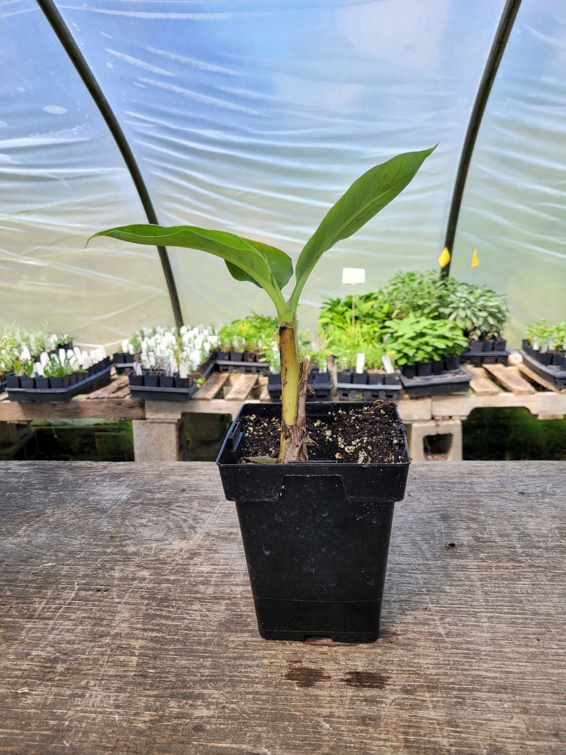 Musa acuminata Banana Dwarf Lady Finger Banana Live EXACT Etsy
