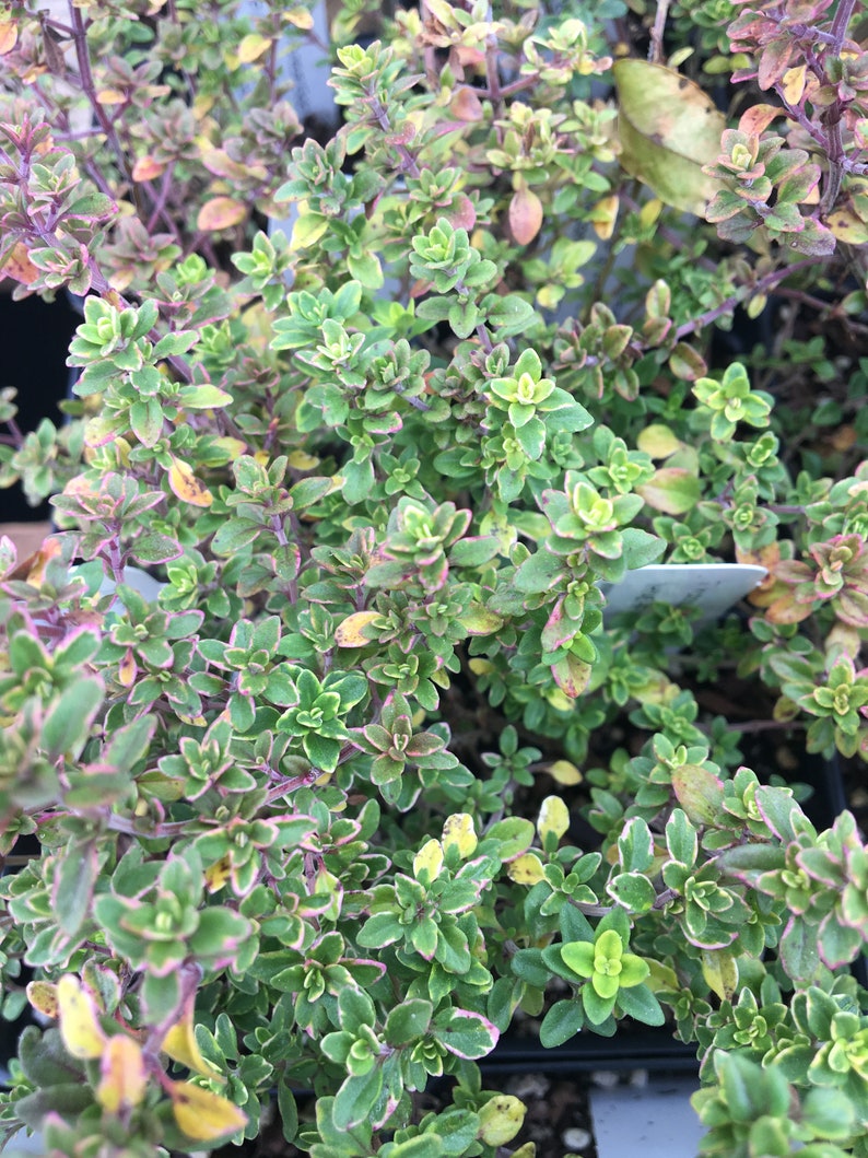 Thymus x citriodorus 'Aureus' Gold Variegated Lemon Thyme Plant in 2.5 inch pot image 1