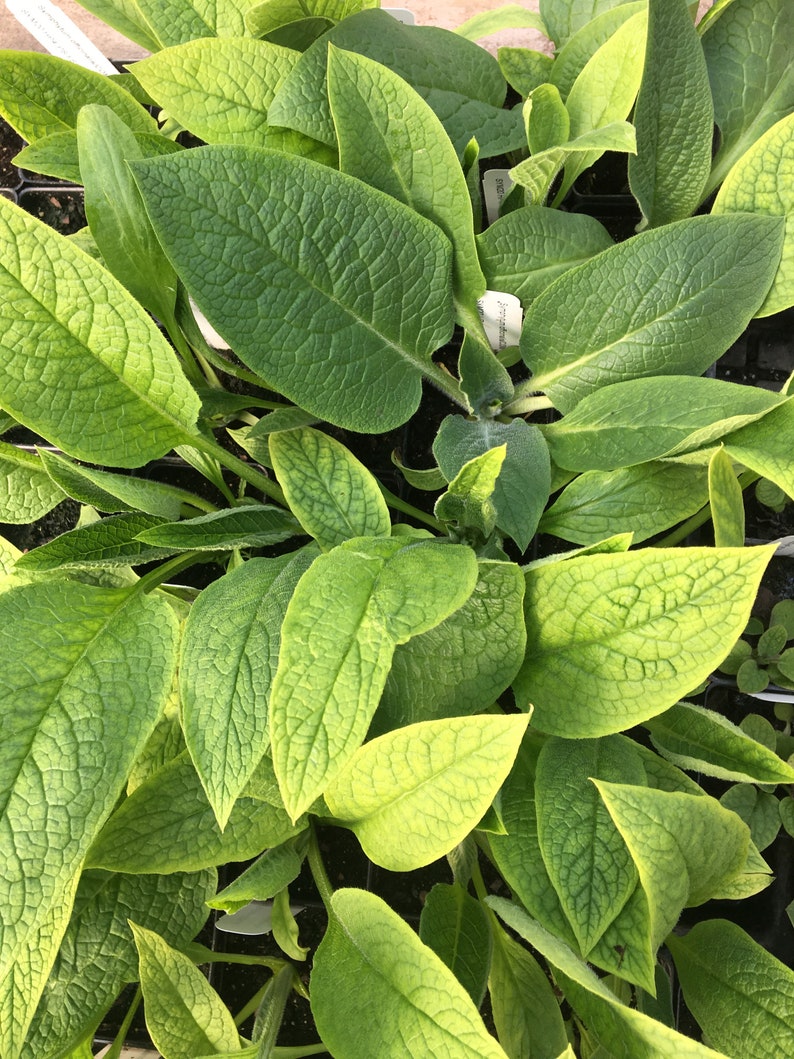 symphytum officinale plant symphytum officinale plant