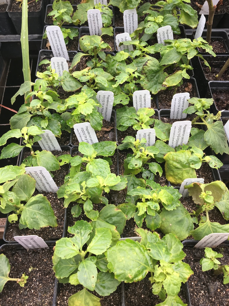 Patchouli Plant Pogostemon Patchouli Live Plant 2 1/2 Etsy