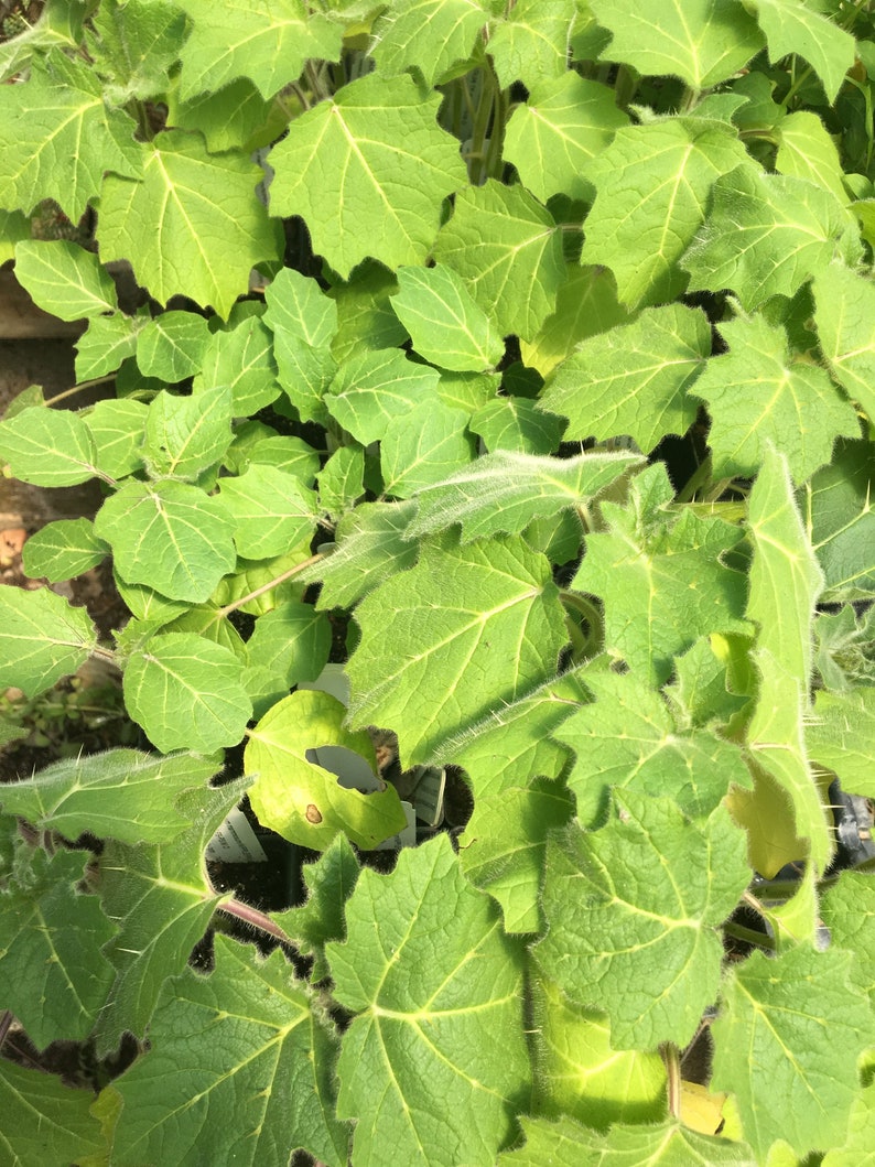 Solanum mammosum Nipple Fruit Live Plant in 4 inch pot image 1
