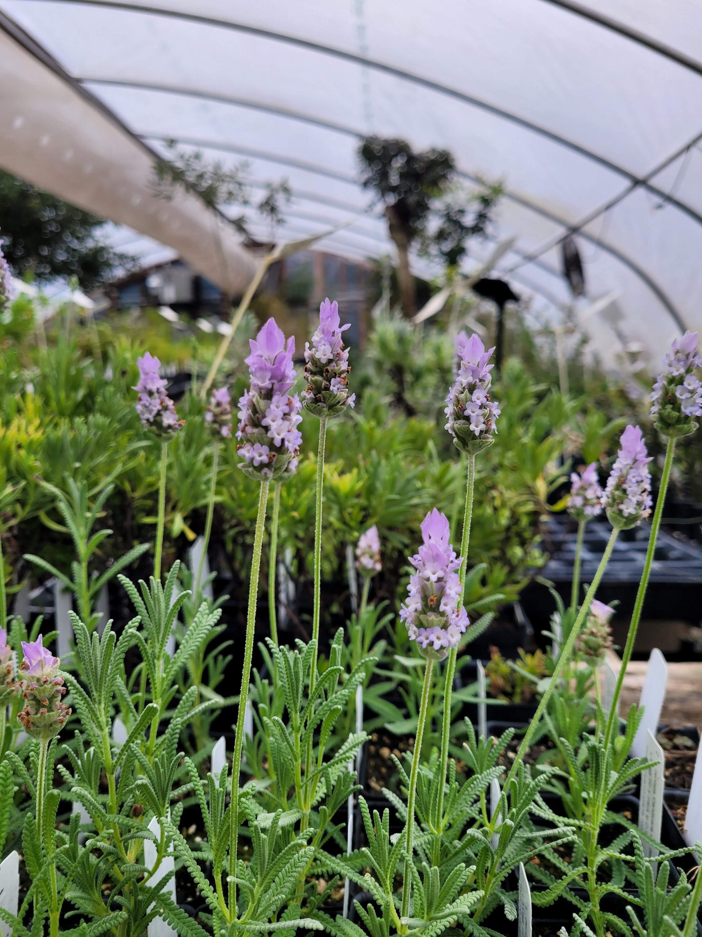 Lavender Live Plants, Spa Plants, Aromatic Herb, Well Rooted Plugs