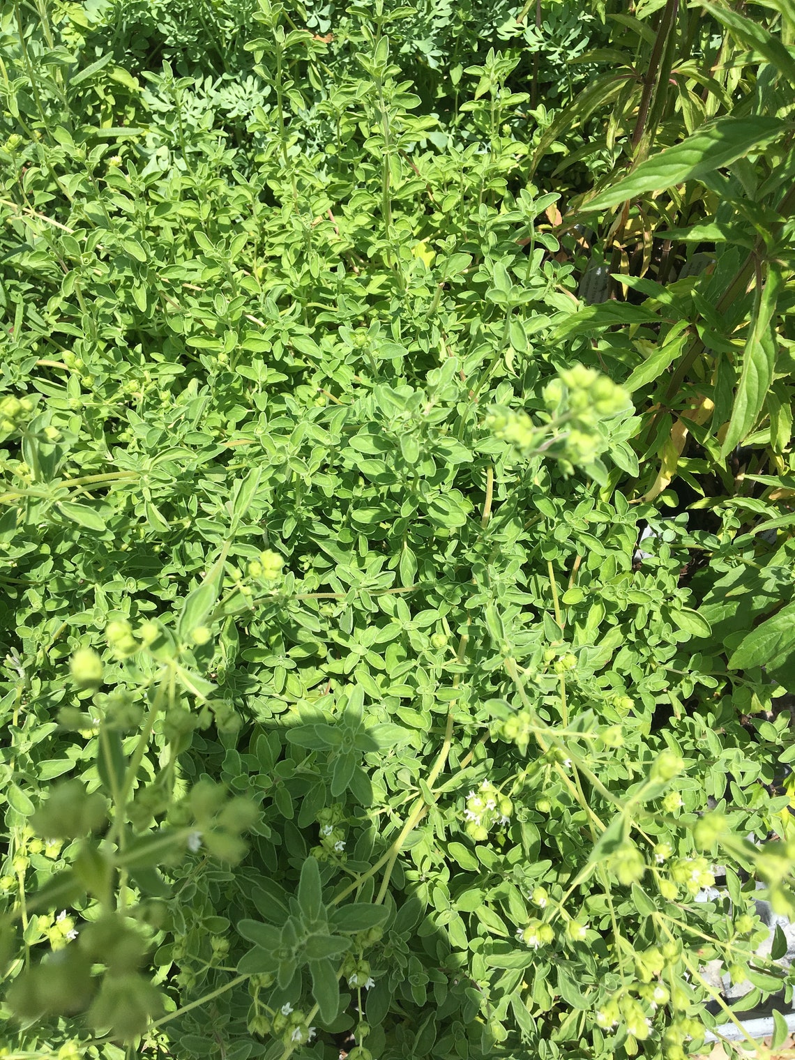 HARDY Sweet Marjoram Origanum majorana Live Plant in 2.5 inch Etsy