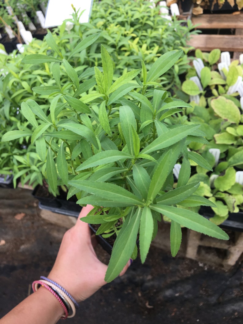 Tagetes lucida Mexican Tarragon LIVE PLANT in 2.5 inch pot Etsy