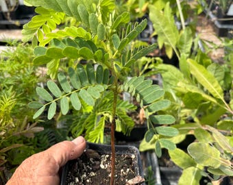 Tamarindus indica Tamarind Tree 4 inch pot
