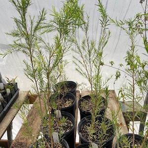 May include: Several young, green plants in black plastic pots. The plants have thin, brown stems and delicate, needle-like leaves. The pots are arranged on a wooden surface, likely in a greenhouse setting. The background is a translucent material, possibly plastic.
