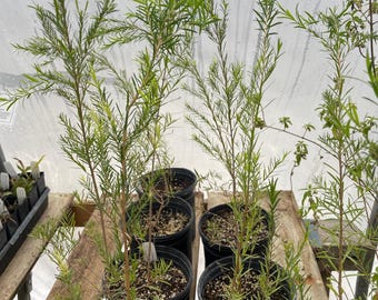 Melaleuca alternifolia Australian Tea Tree Live plant in gallon pot