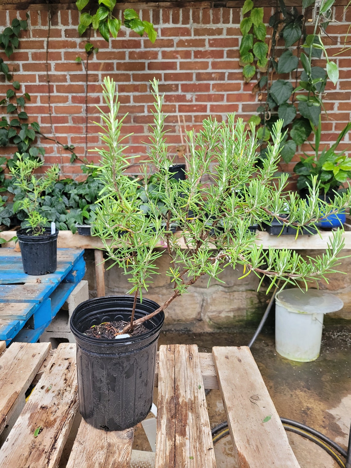 Rosmarinus officinalis 'Arp' Rosemary EXACT Plant in Etsy