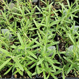 May include: Close-up of a tray of small green rosemary plants in individual pots. The plants are all about the same size and have a fresh, vibrant green color.