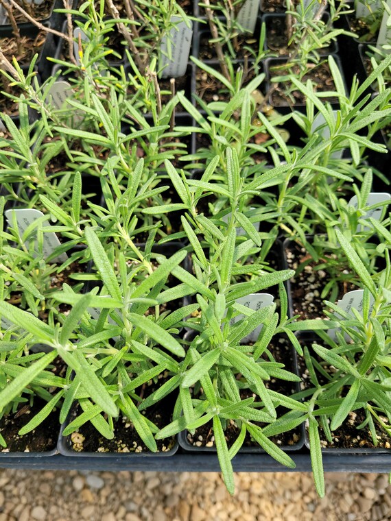 Rosmarinus Off. 'arp' ARP ROSEMARY Live Plant in 2.5 Etsy