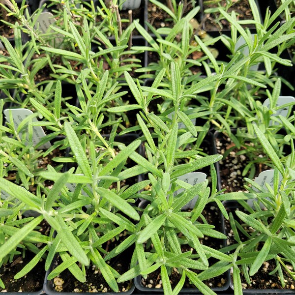 Rosmarinus off. 'Arp' Arp Rosemary Plant in 2.5 inch pot Aromatic Culinary