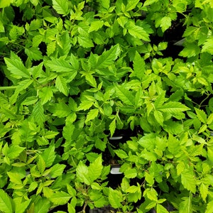 Vitex negundo Tree in 2.5 Inch Pot