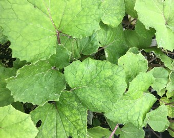 Tussilago farfara/Coltsfoot LIVE PLANT in 2.5 inch pot