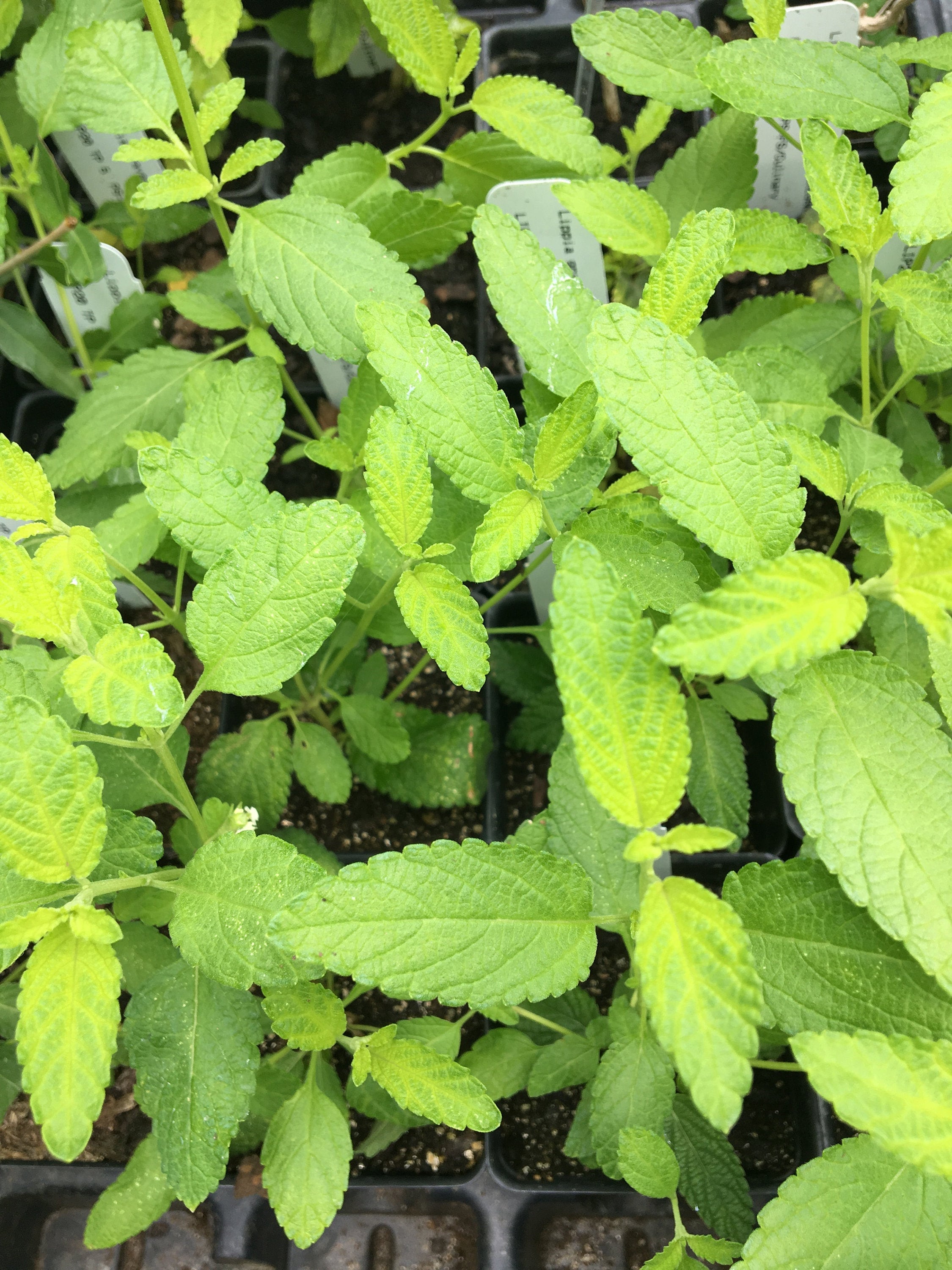 Lippia Graveolens Mexican Oregano Plant In 4 Inch Pot Etsy lippia-graveolens-mexican-oregano-plant-in-4-inch-pot-etsy