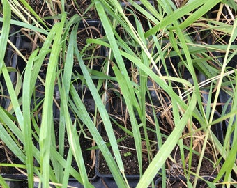 Hierochloe odorata Sweet Grass plant in 2.5 inch plant