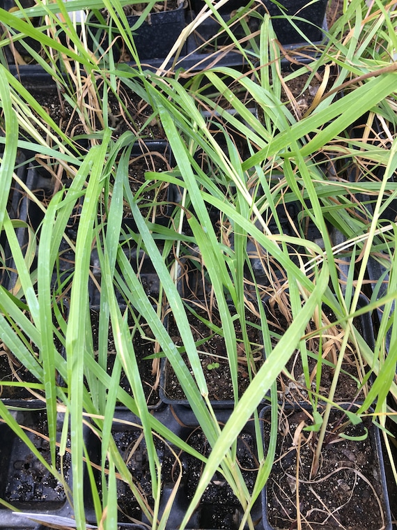 Sweetgrass - a historically important native grass for coastal conservation