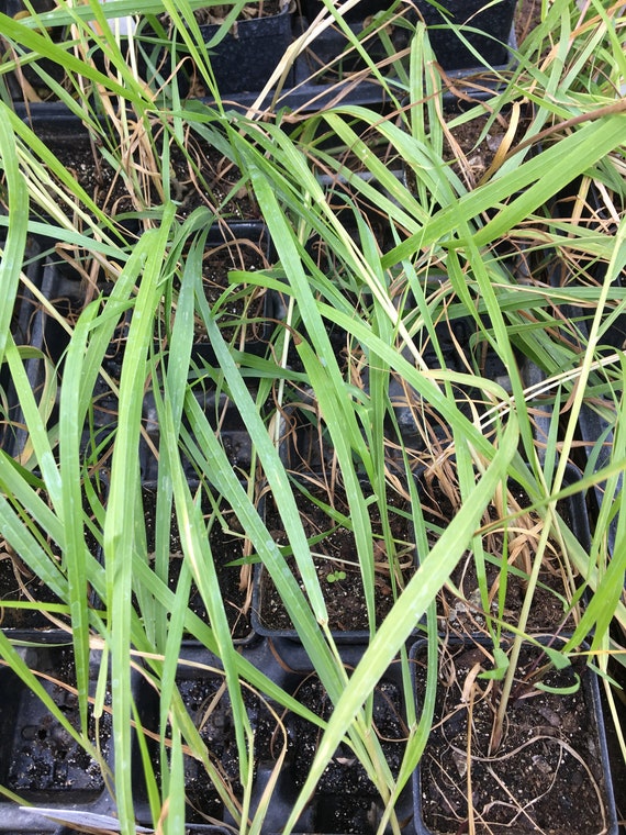 Hierochloe Odorata Sweet Grass Plant in 2.5 Inch Plant - Etsy