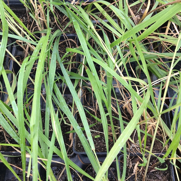 Sweetgrass Plant Etsy