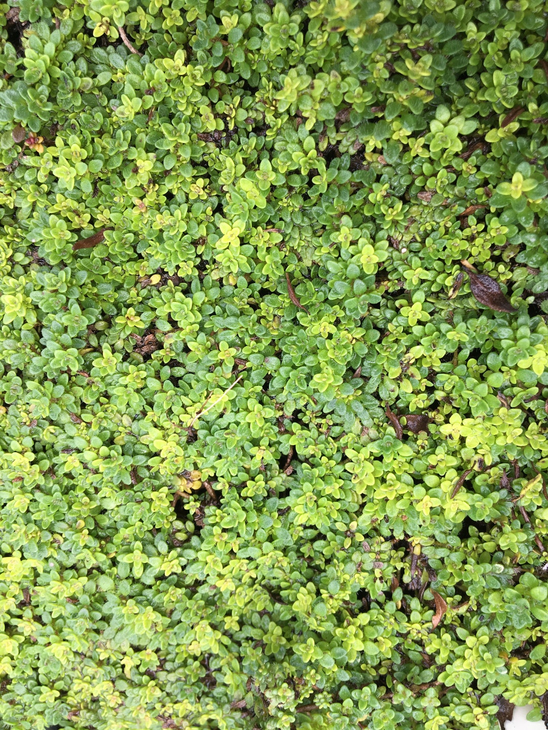 Thymus Serpyllum 'elfin' Elfin Thyme Live Plant in 2.5 Inch Pot Bonsai