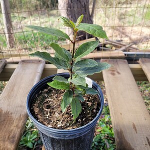 May include: A small potted bay laurel plant with green leaves in a black plastic pot. The plant is sitting on a wooden surface.