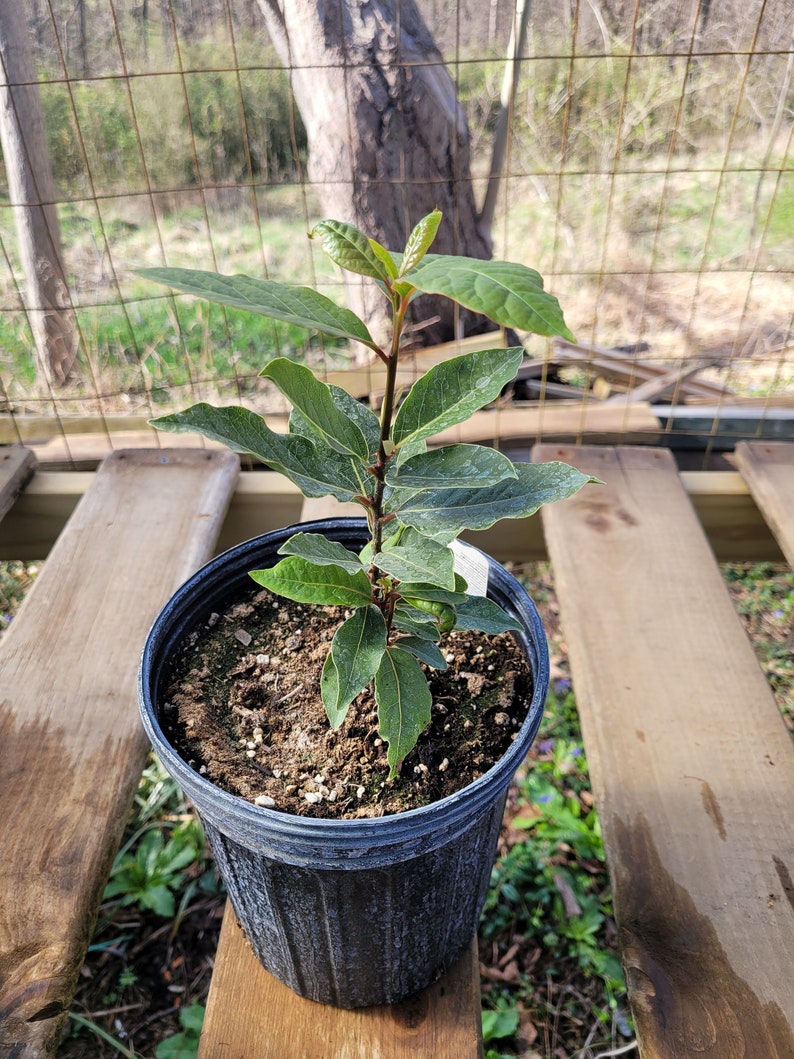 May include: A small potted bay laurel plant with green leaves in a black plastic pot. The plant is sitting on a wooden surface.
