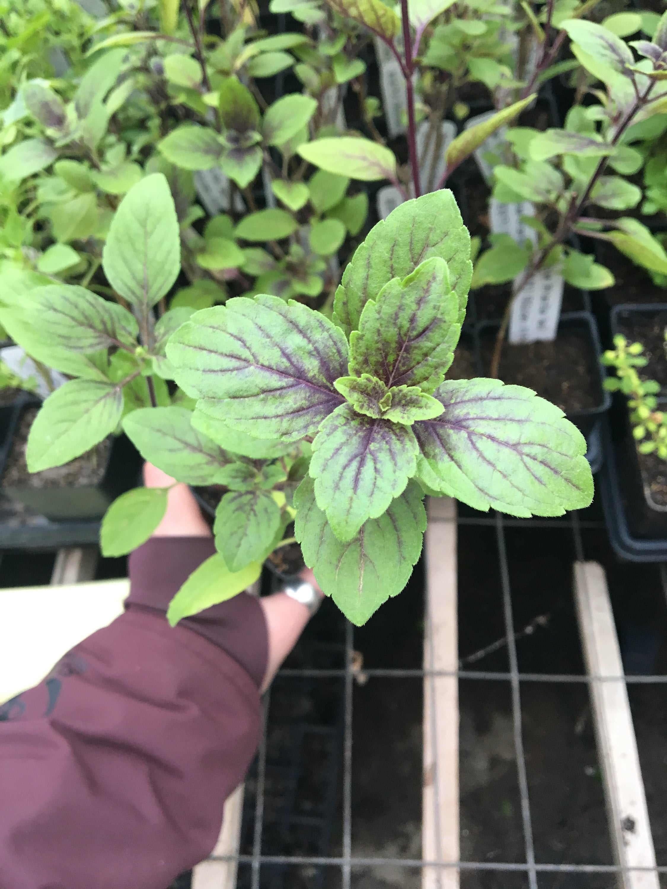 Ocimum 'African Blue' African Blue Basil Live Plant in Etsy