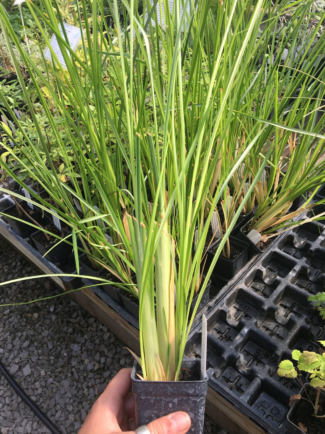 Vetiver LIVE PLANT Vetiver zizanioides Ayurvedic Plant Etsy