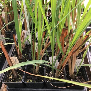 May include: Close-up of a tray of potted lemongrass plants. The plants have long, green leaves and brown stems. The plants are labeled with white tags that say "Lemongrass".