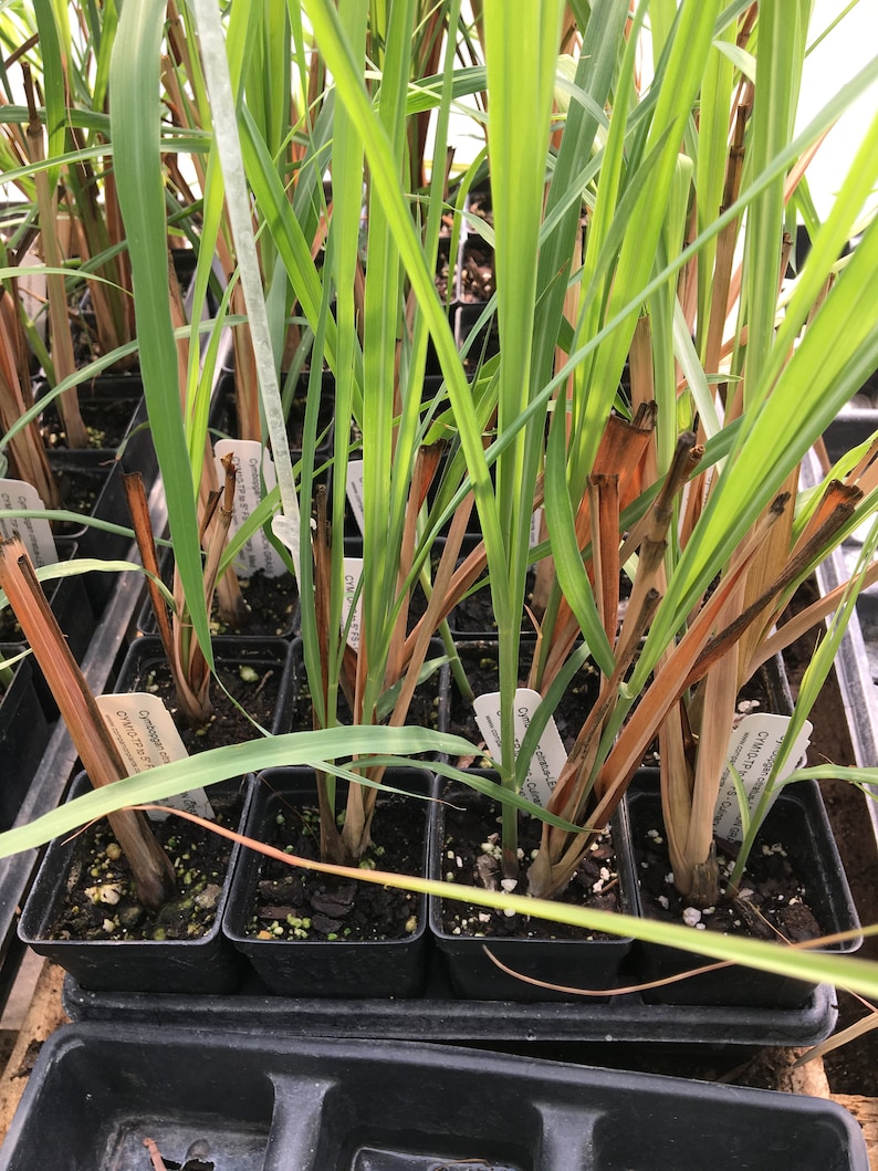 May include: Close-up of a tray of potted lemongrass plants. The plants have long, green leaves and brown stems. The plants are labeled with white tags that say "Lemongrass".