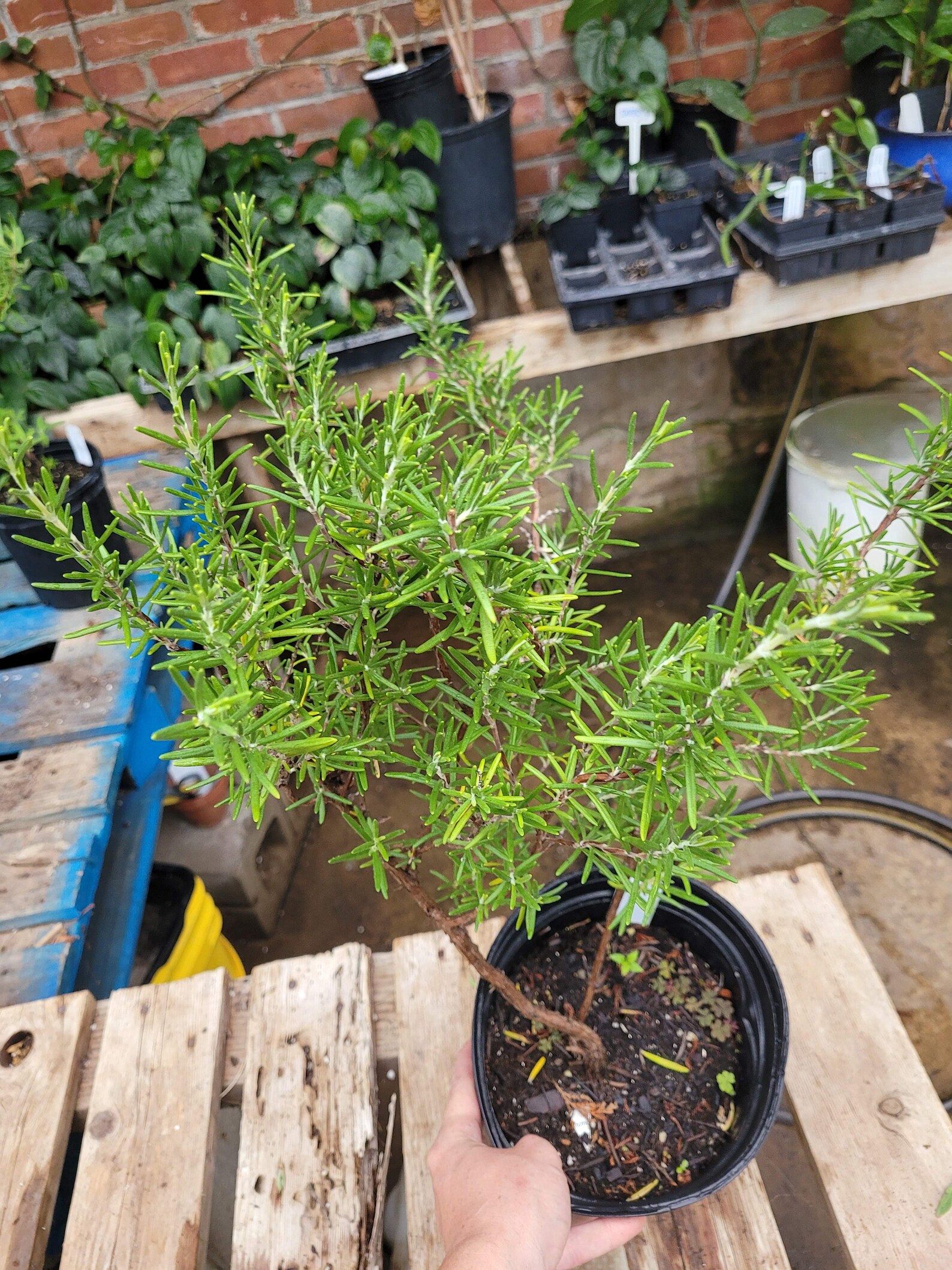 Rosmarinus officinalis 'Arp' Rosemary EXACT Plant in Etsy