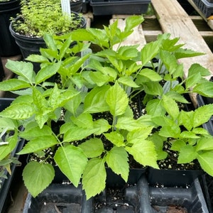 Europe Plants - Etsy