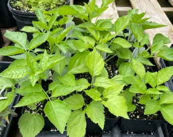 Sambucus nigra Saúco europeo Saúco negro Arbusto - Planta viva en maceta de 4"