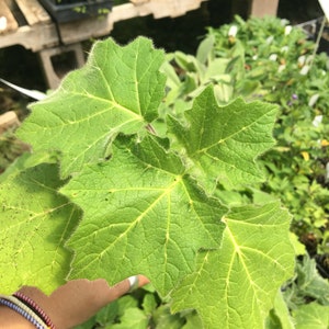 Solanum mammosum Nipple Fruit Live Plant in 4 inch pot image 4