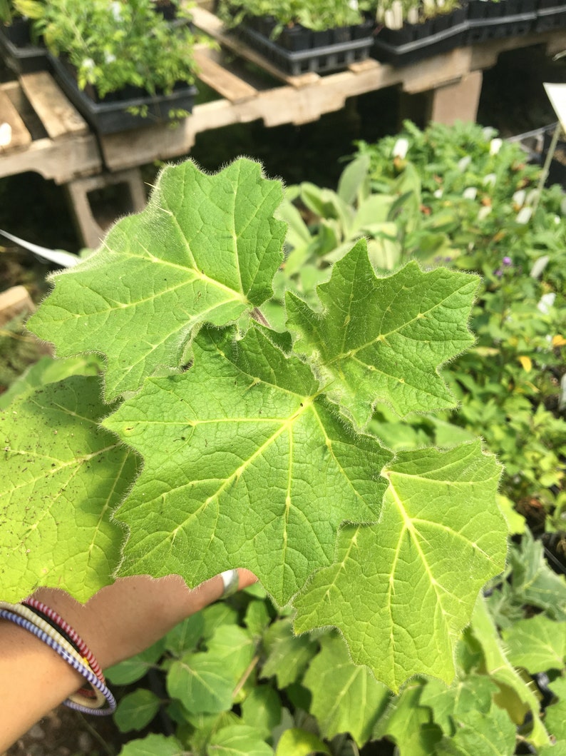 Solanum mammosum Nipple Fruit Live Plant in 4 inch pot image 4