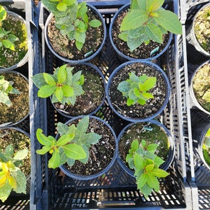 May include: A black plastic crate filled with potted plants. The plants have green leaves and are in black plastic pots. The crate is sitting on a gravel surface.