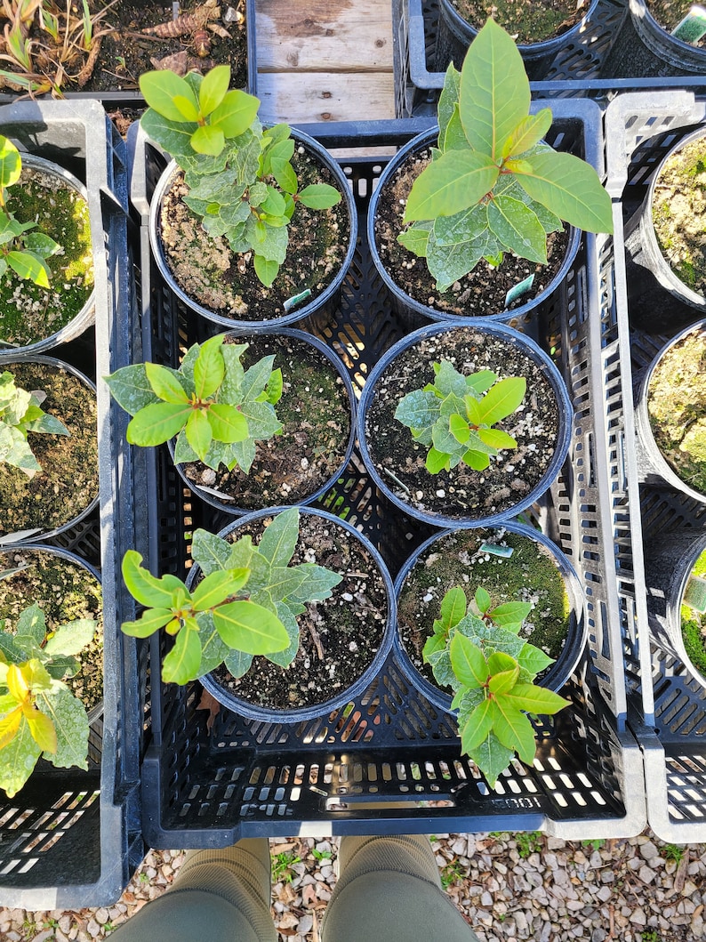 May include: A black plastic crate filled with potted plants. The plants have green leaves and are in black plastic pots. The crate is sitting on a gravel surface.