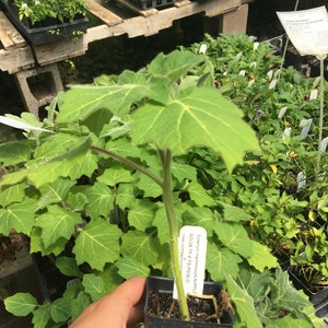 Solanum mammosum Nipple Fruit Live Plant in 4 inch pot image 3