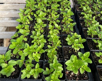 Mentha spicata Spearmint Plant in 2.5 Inch Pot